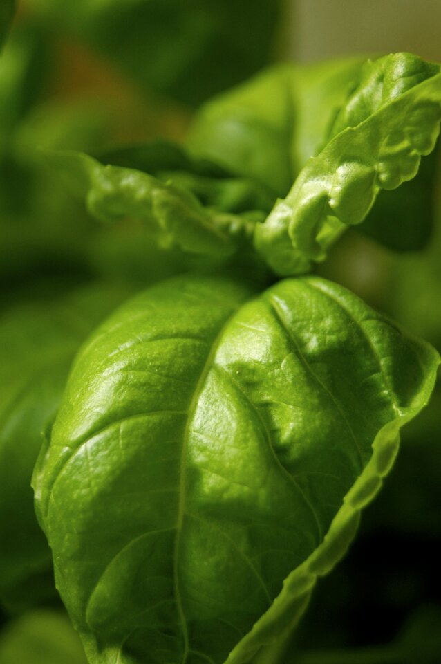 Fresh bio eat