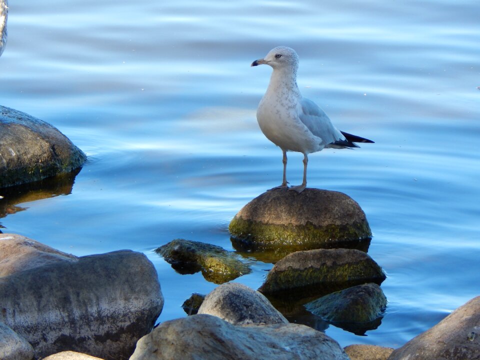 Waterfowl water lake