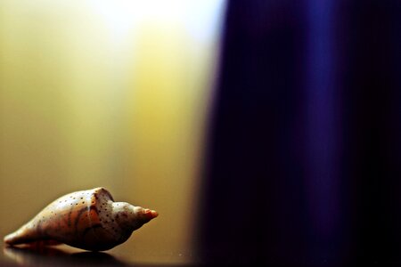 Snail reflection nature