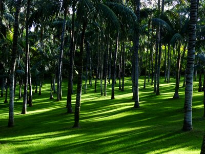 Plenty of natural light palm grove palm trees