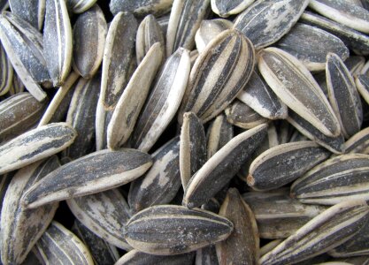 Bird seed food macro