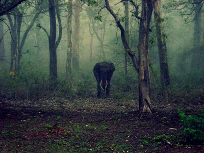 Animal tusks wildlife photo