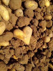 Tuber earth potato harvest