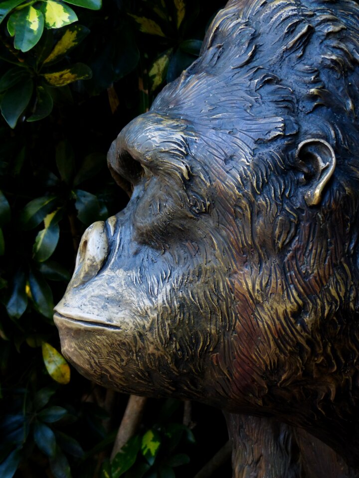 Animal ape chimpanzee