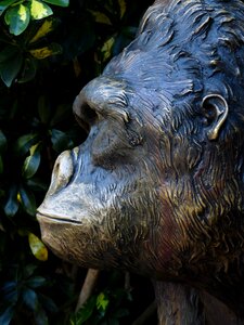Animal ape chimpanzee