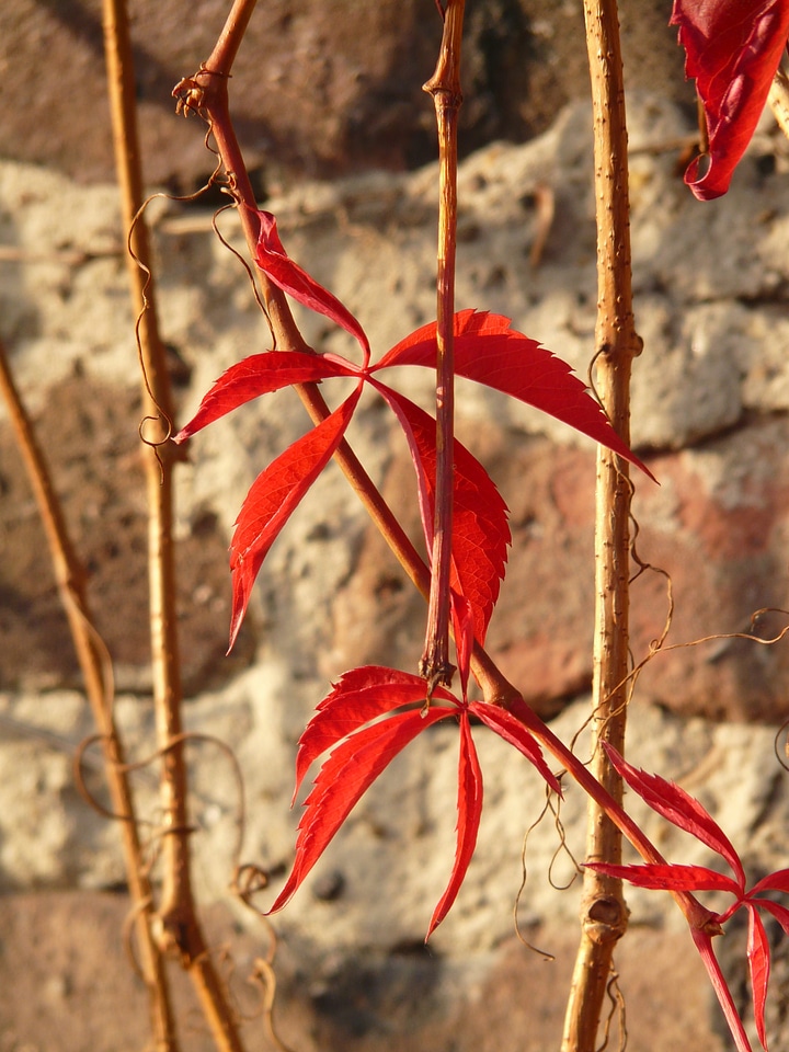 Self kletternde jungfernrebe parthenocissus quinquefolia wine partner