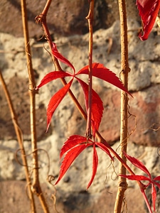 Self kletternde jungfernrebe parthenocissus quinquefolia wine partner photo