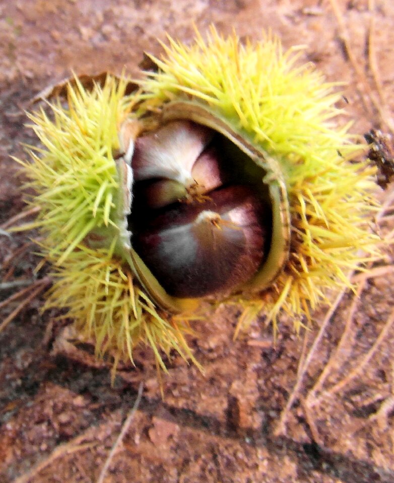 Prickly sweet chestnuts palatinate