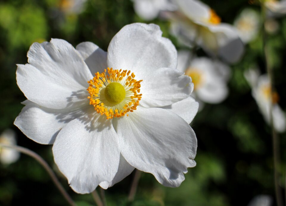 Garden plant bloom anemone