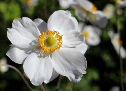 Garden plant bloom anemone