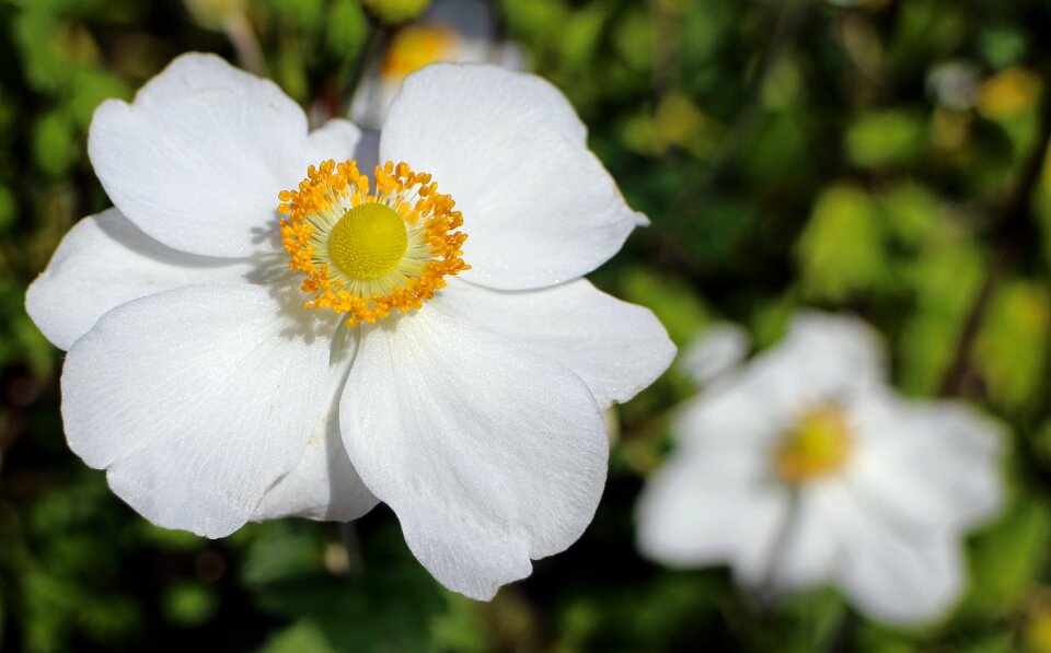 Anemone autumn blossom