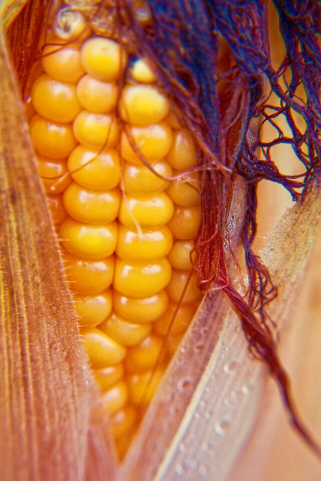 Corn on the cob hair food hair