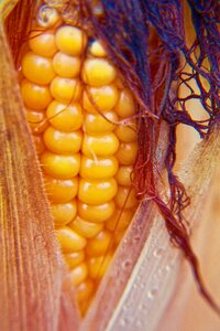 Corn on the cob hair food hair