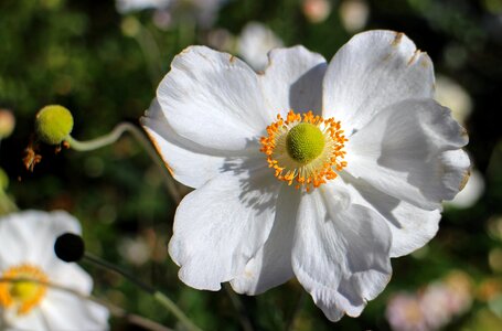 Bloom anemone flower photo