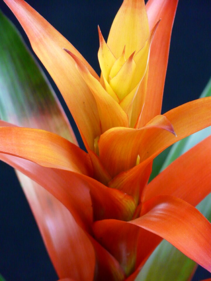 Bloom bromeliaceae ornamental plant