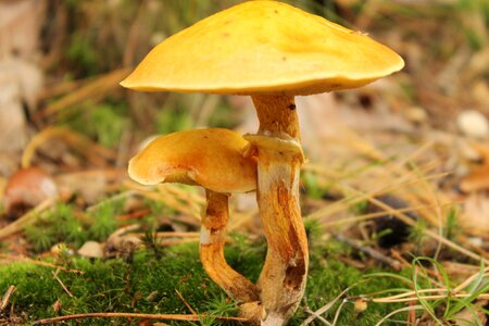 Mushroom cremini toxic