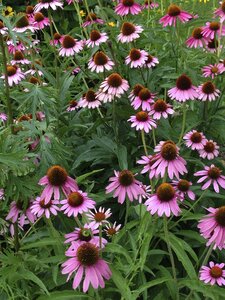 Plants natural blossom