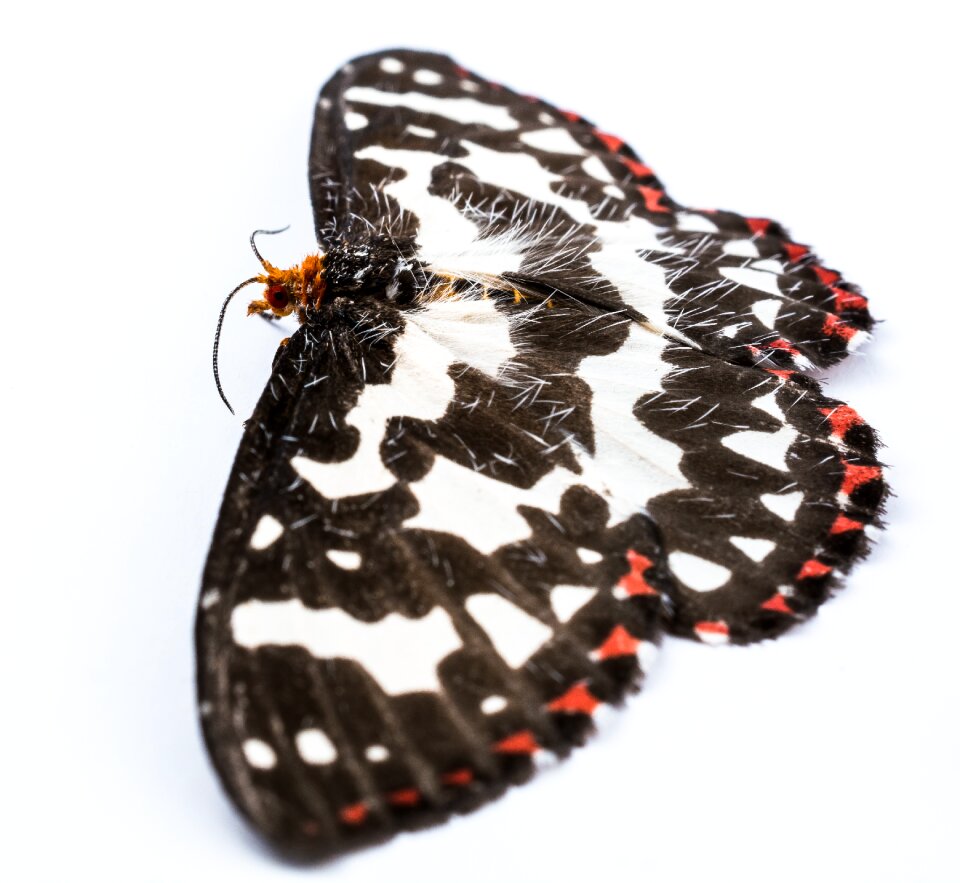 Butterfly insect Free photos
