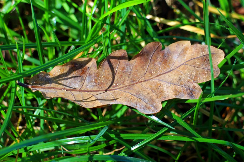 Dry withers leaf photo