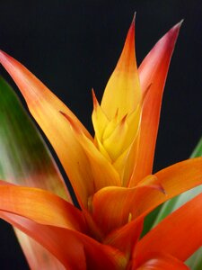 Bloom bromeliaceae ornamental plant