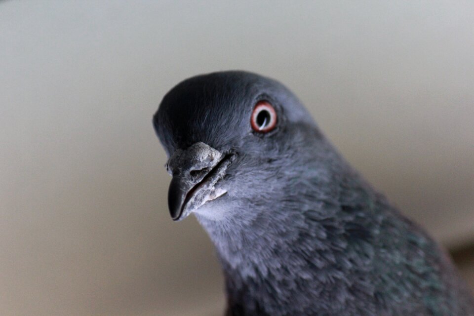 Bird fly wings