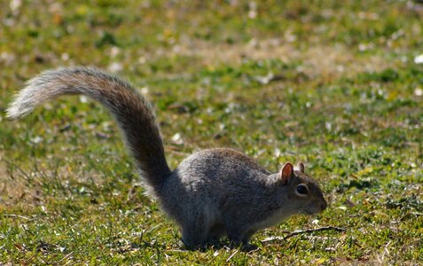 Animal wildlife wild