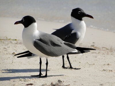 Discussion disagreement birds
