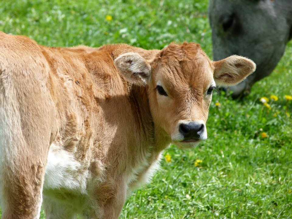 Farm animals meadow summer
