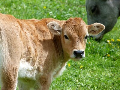 Farm animals meadow summer