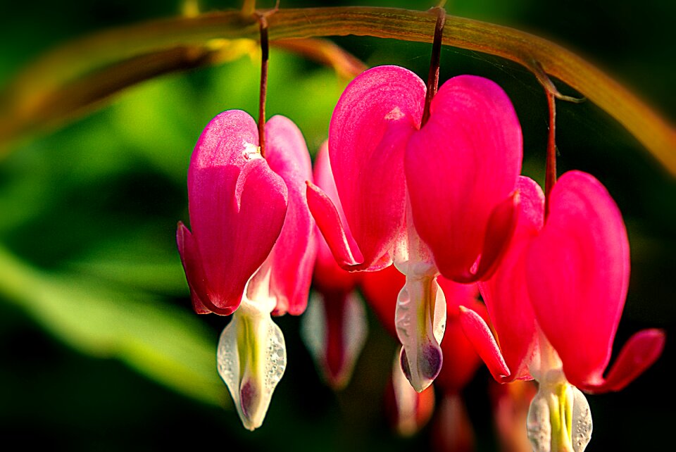 Blossom bloom colorful