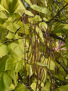 Catalpa pods light green