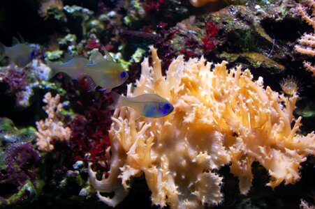 Transparent blue coral photo
