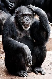 Animal ape black photo