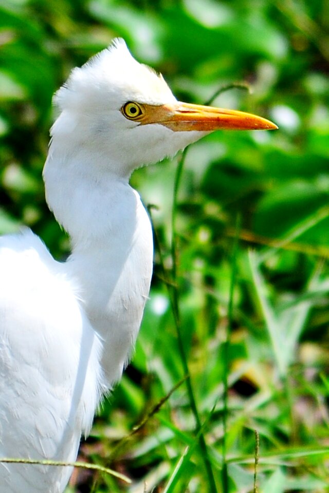 Yellow beak waiting bird