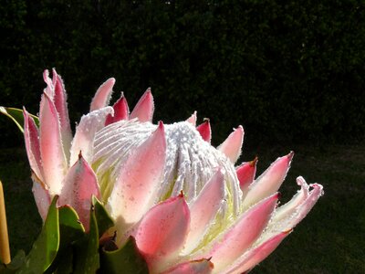 Sugarbushes suikerbos pink photo