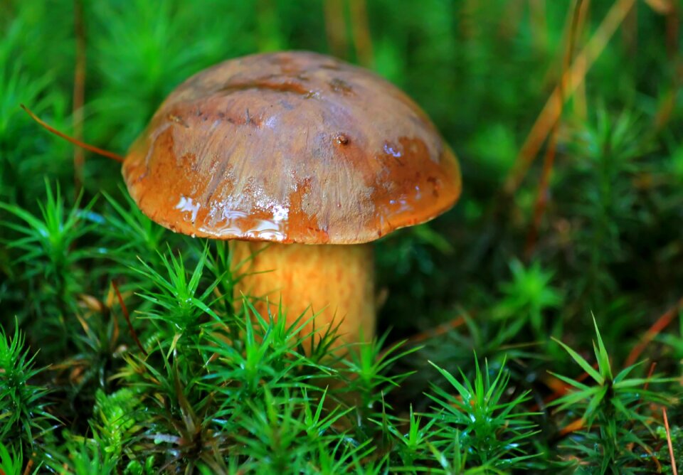 Forest delicacy close up