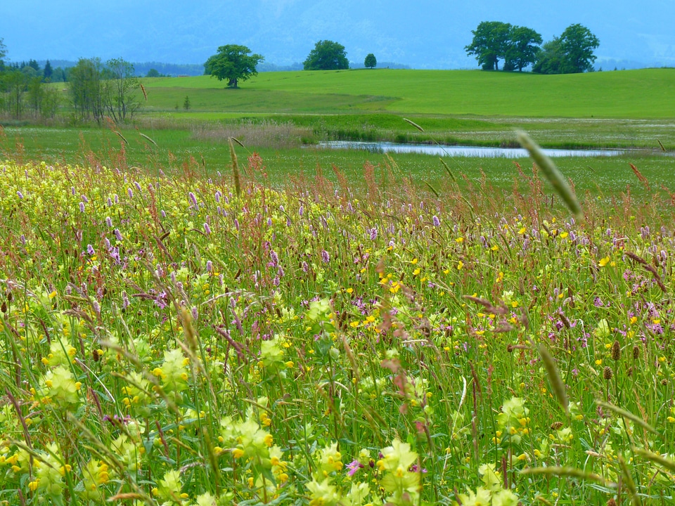 Riedwiese meadow angustifolius plant