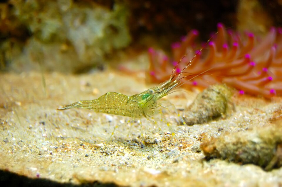 Aquarium fish transparent