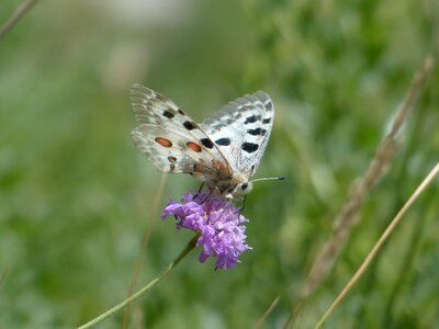 Parnassius apollo threatened strictly protected photo