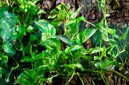 Terrarium reptile jungle