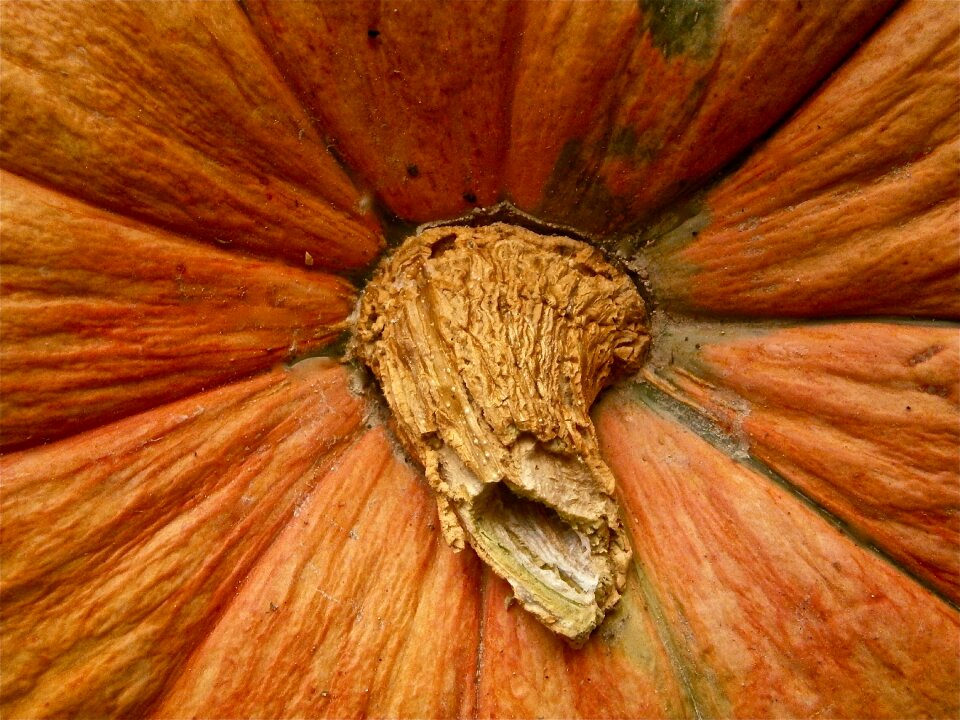 Vegetable autumn nature