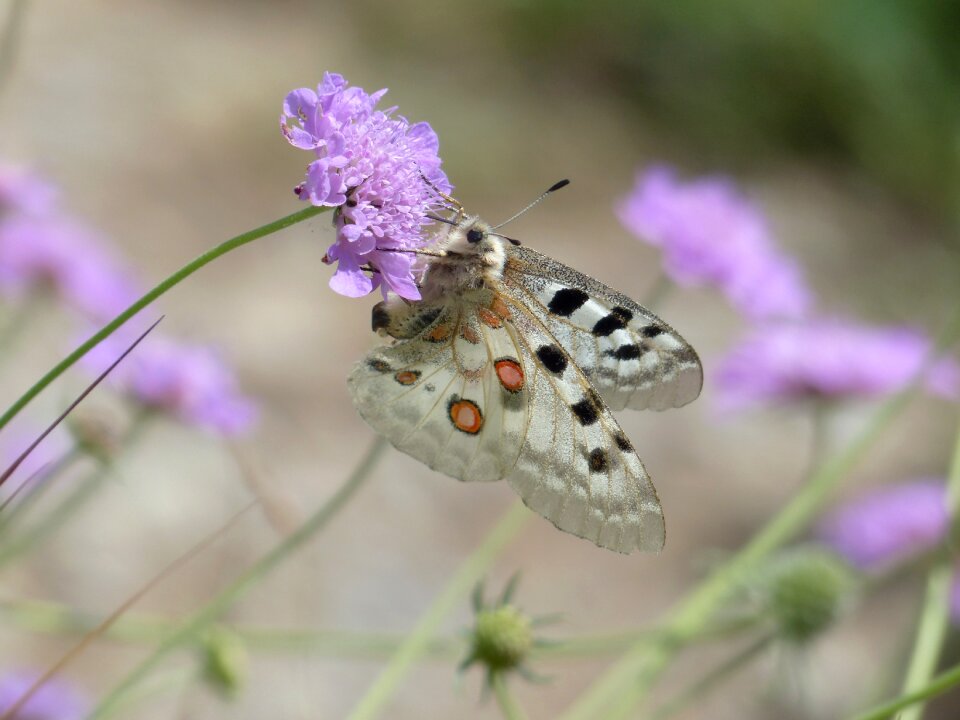 Parnassius apollo threatened strictly protected