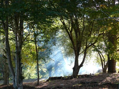 Trees countryside nature landscape