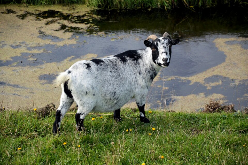 Farm mammal domestic