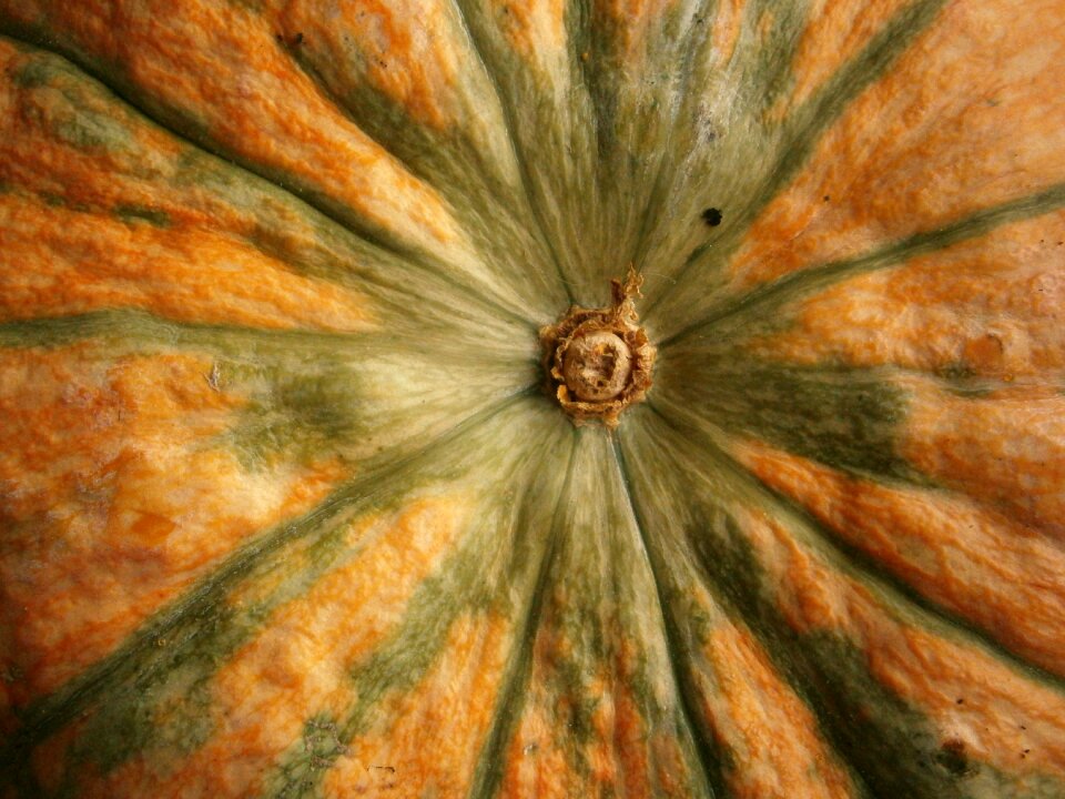 Vegetable autumn nature
