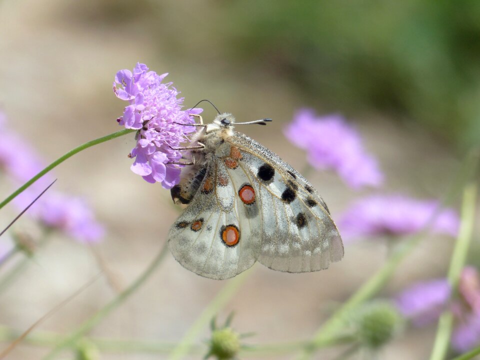 Parnassius apollo threatened strictly protected
