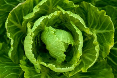 Salad nature food photo