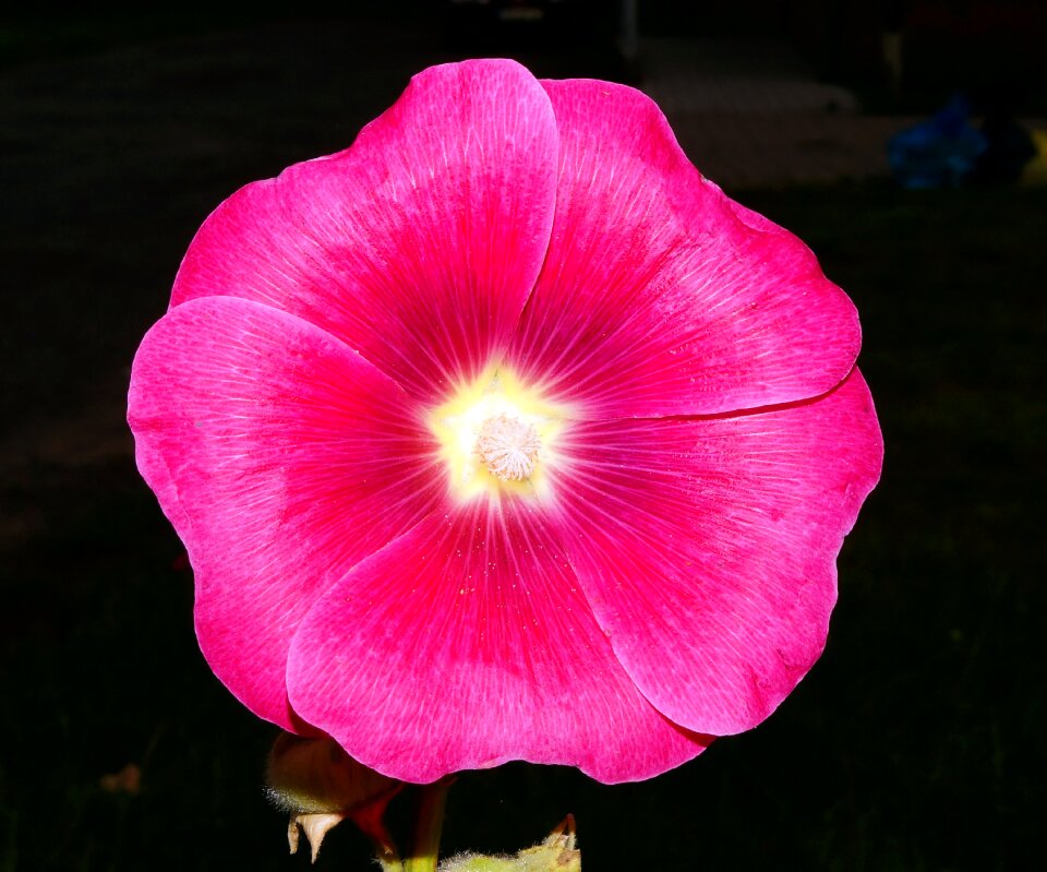 Red color colorful