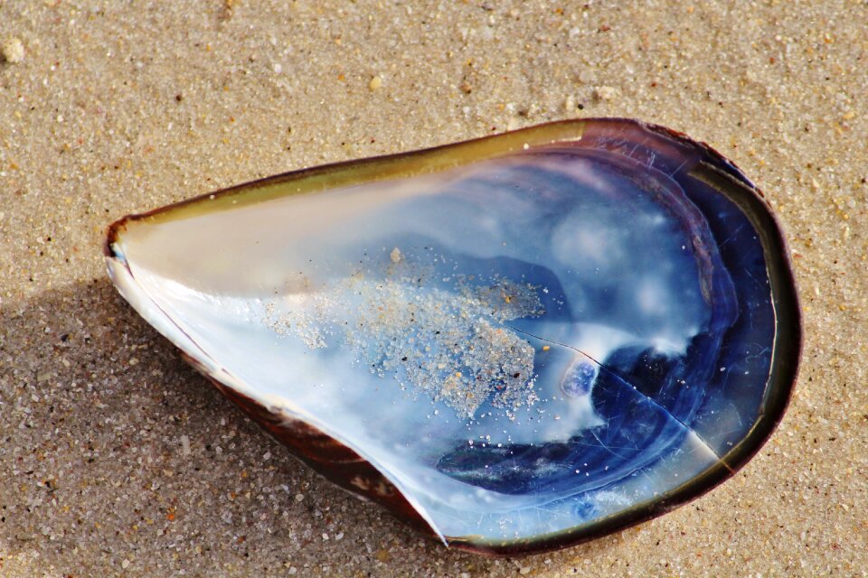 Oyster mother of pearl sand
