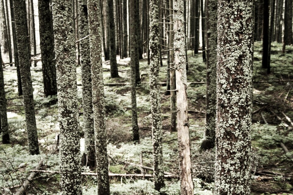 Bark lichen environment